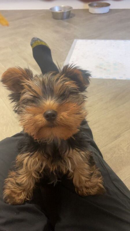 Yorkshire Terrier puppies for sale in Welwyn Garden City, Hertfordshire – 3 months old - Image 3 of 5