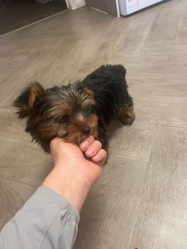 Yorkshire Terrier puppies for sale in Welwyn Garden City, Hertfordshire – 3 months old - Image 4 of 5