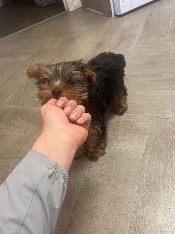Yorkshire Terrier puppies for sale in Welwyn Garden City, Hertfordshire – 3 months old - Image 5 of 5