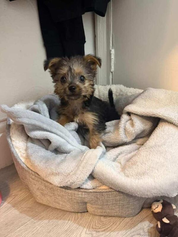 Yorkshire Terrier Puppy - Image 2 of 6