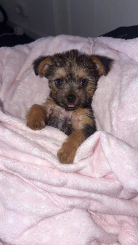 Yorkshire Terrier Puppy - Image 3 of 6