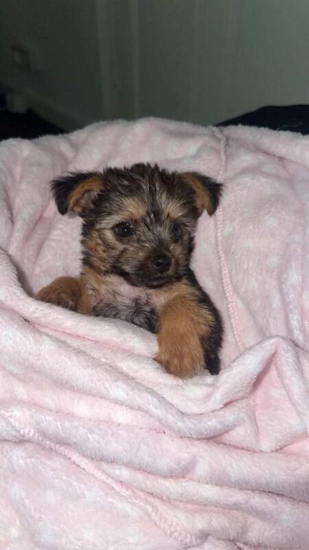 Yorkshire Terrier Puppy - Image 4 of 6