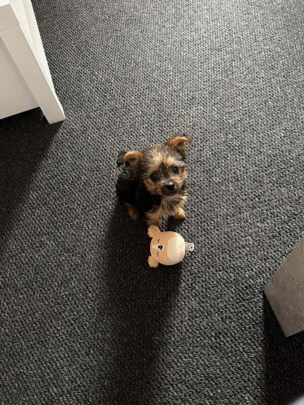 Yorkshire Terrier Puppy - Image 6 of 6