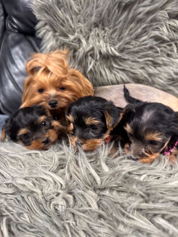 Yorkshire Terrier Puppy