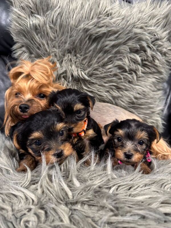 Yorkshire Terrier Puppy - Image 2 of 3