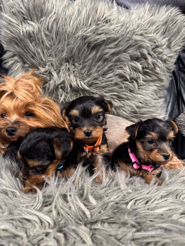 Yorkshire Terrier Puppy - Image 3 of 3