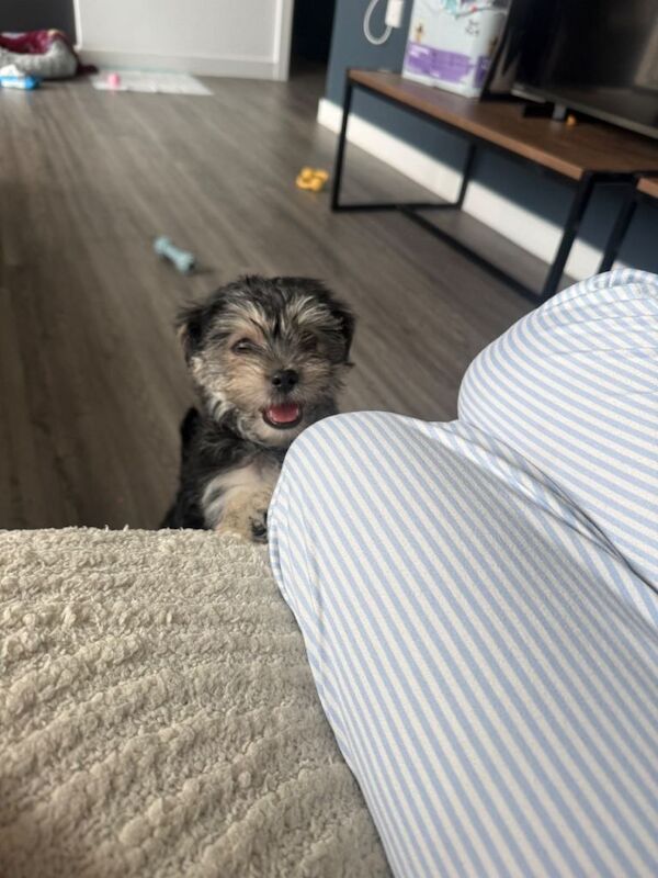 Yorkie Puppies For Sale