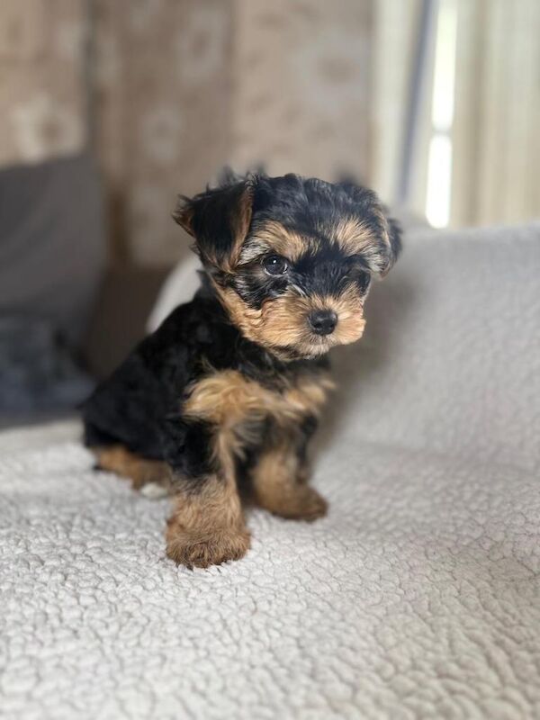 Yorkshire Terrier puppy