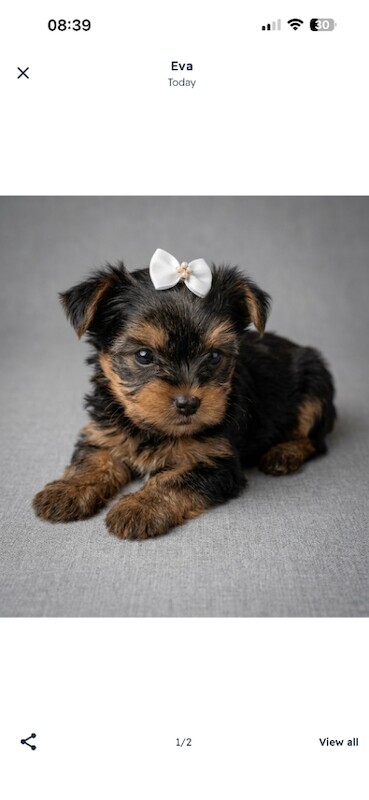 Yorkshire Terrier puppy