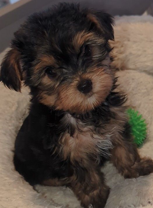 Yorkshire Terrier puppies for sale in Manchester, Greater Manchester – 8 weeks old