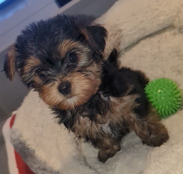 Yorkshire Terrier puppies for sale in Manchester, Greater Manchester – 8 weeks old - Image 2 of 3