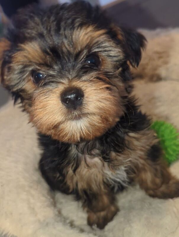 Yorkshire Terrier puppies for sale in Manchester, Greater Manchester – 8 weeks old - Image 3 of 3