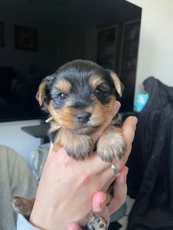 Yorkshire Terrier Puppy for sale - Girl - Image 2 of 6