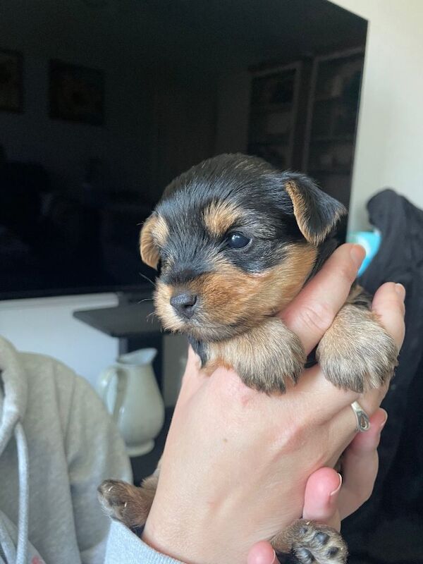 Yorkshire Terrier Puppy for sale - Girl - Image 3 of 6