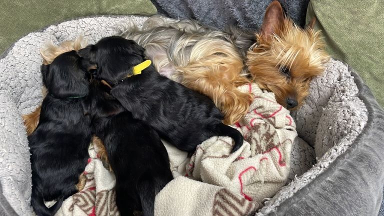 Yorkshire Terrier Puppy for sale - Girl - Image 4 of 6