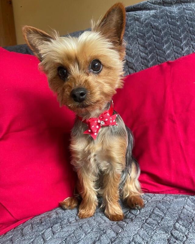 Yorkshire Terrier Puppy for sale - Girl - Image 5 of 6