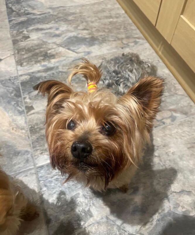 Yorkshire Terrier Puppy for sale - Girl - Image 6 of 6