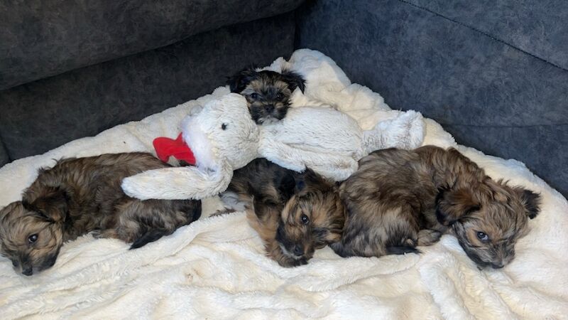 Yorkshire Terrier puppies for sale in Heywood, Greater Manchester – 12 months old - Image 1 of 15