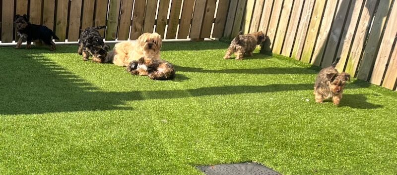 Yorkshire Terrier puppies for sale in Heywood, Greater Manchester – 12 months old - Image 2 of 15