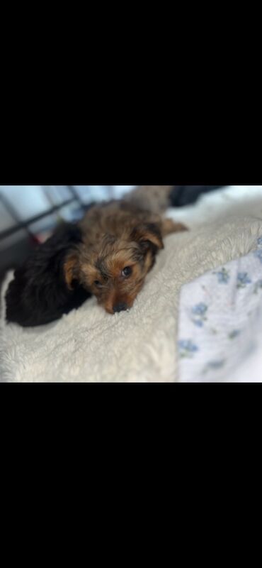 Yorkshire Terrier puppies for sale in Heywood, Greater Manchester – 12 months old - Image 3 of 15