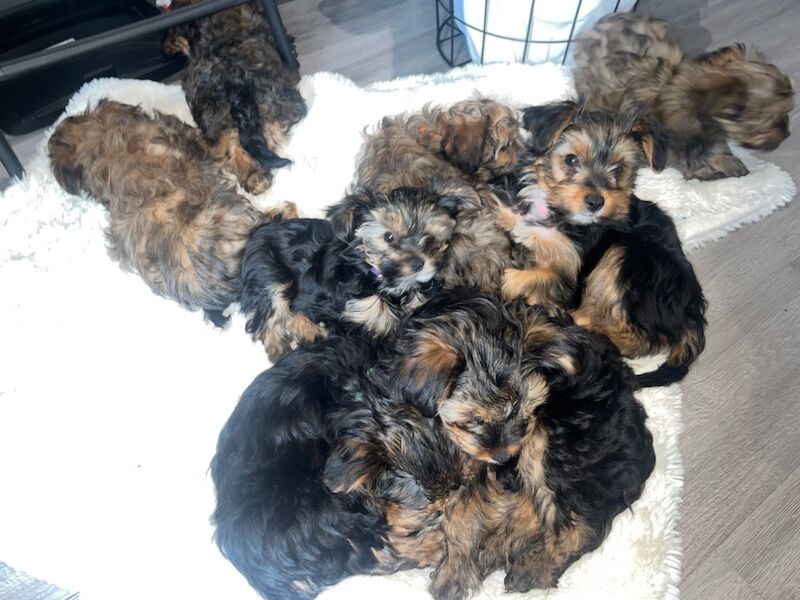 Yorkshire Terrier puppies for sale in Heywood, Greater Manchester – 12 months old - Image 4 of 15