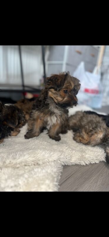 Yorkshire Terrier puppies for sale in Heywood, Greater Manchester – 12 months old - Image 5 of 15
