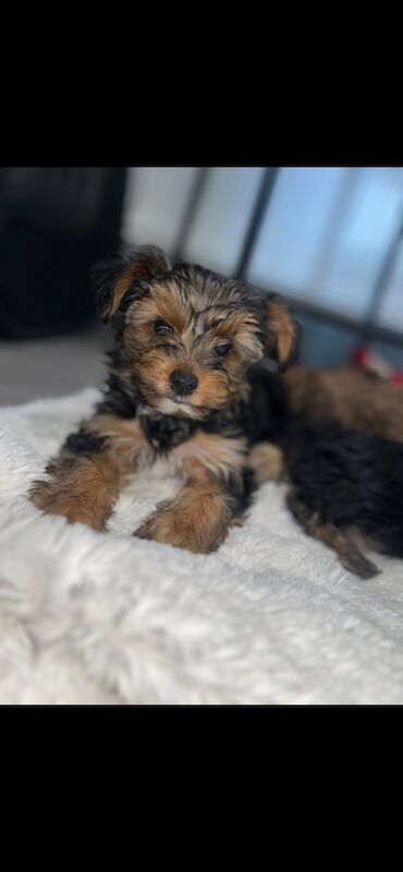 Yorkshire Terrier puppies for sale in Heywood, Greater Manchester – 12 months old - Image 7 of 15