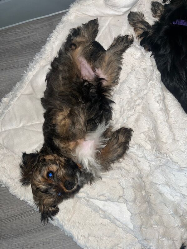 Yorkshire Terrier puppies for sale in Heywood, Greater Manchester – 12 months old - Image 8 of 15