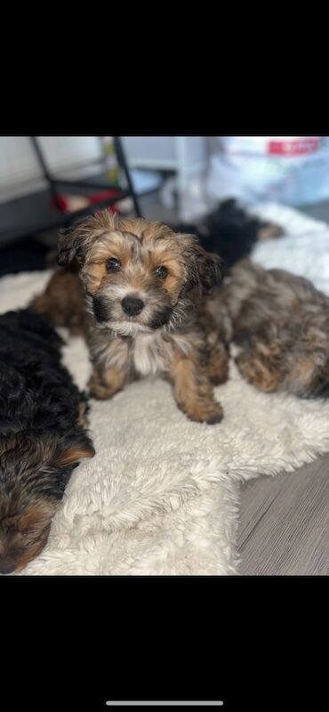 Yorkshire Terrier puppies for sale in Heywood, Greater Manchester – 12 months old - Image 10 of 15
