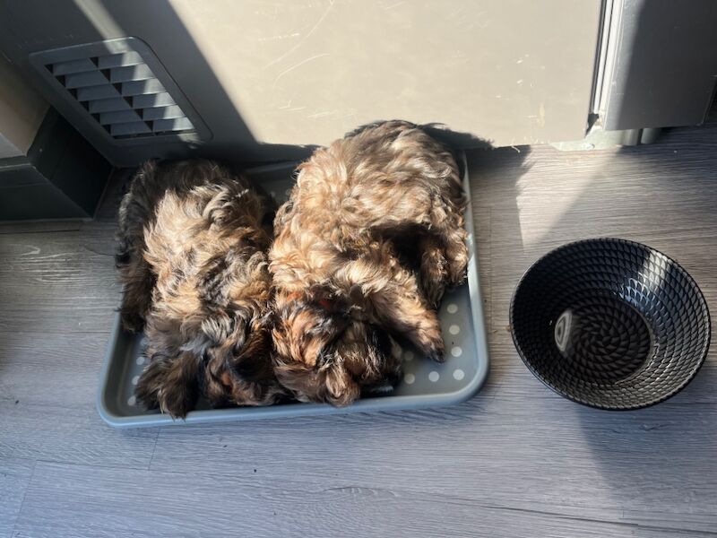 Yorkshire Terrier puppies for sale in Heywood, Greater Manchester – 12 months old - Image 11 of 15