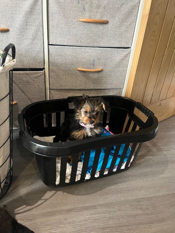 Yorkshire Terrier puppies for sale in Heywood, Greater Manchester – 12 months old - Image 12 of 15