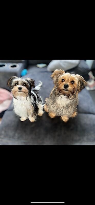 Yorkshire Terrier puppies for sale in Heywood, Greater Manchester – 12 months old - Image 13 of 15