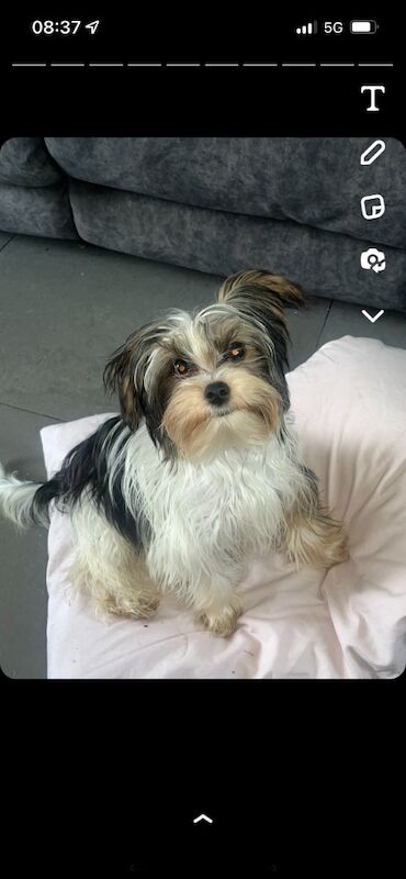 Yorkshire Terrier puppies for sale in Heywood, Greater Manchester – 12 months old - Image 14 of 15