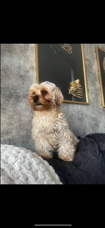Yorkshire Terrier puppies for sale in Heywood, Greater Manchester – 12 months old - Image 15 of 15