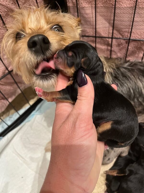 Yorkshire Terrier puppies for sale in Colchester, Essex – KC registered, 6 weeks old - Image 2 of 4