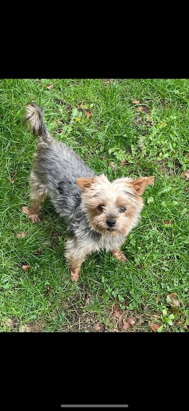 Yorkshire Terrier puppies for sale in Colchester, Essex – KC registered, 6 weeks old - Image 4 of 4