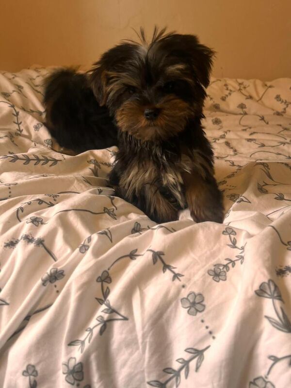 Yorkshire Terrier Puppies For Sale Under £1,000