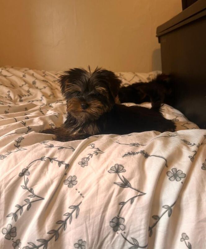 Yorkshire terrier puppys - Image 2 of 5