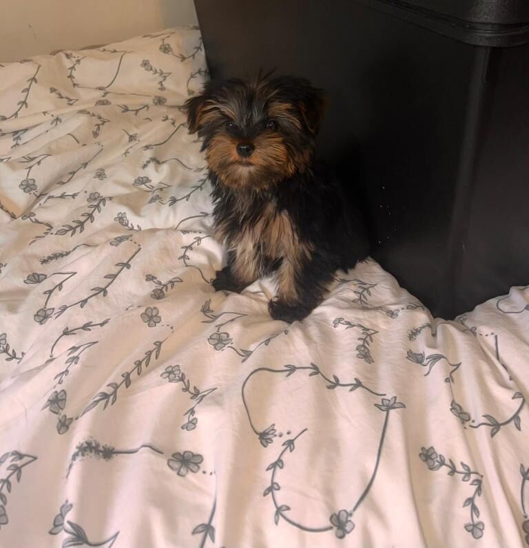 Yorkshire terrier puppys - Image 3 of 5