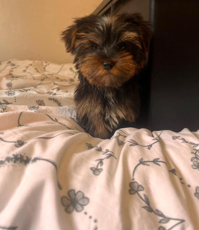 Yorkshire terrier puppys - Image 4 of 5