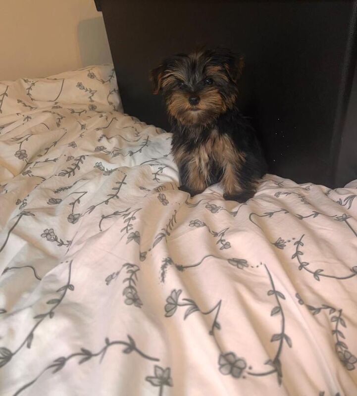 Yorkshire terrier puppys - Image 5 of 5