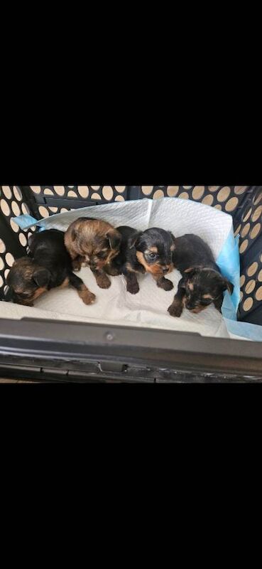 Yorkshire terrier puppy's