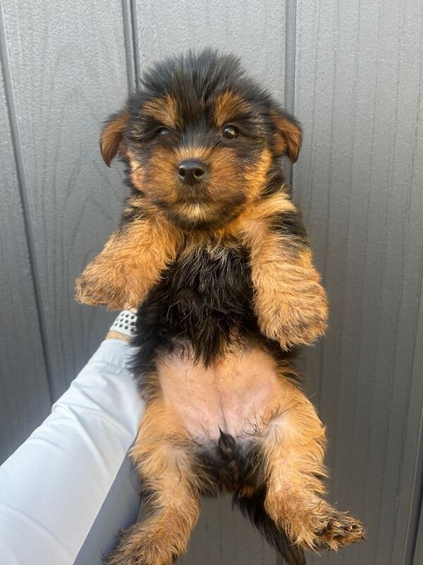 Yorkshire terrier puppy’s - Image 2 of 5