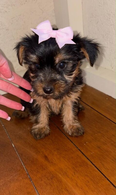 Yorkshire terrier puppy’s - Image 3 of 5