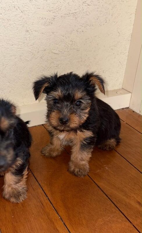 Yorkshire terrier puppy’s - Image 4 of 5