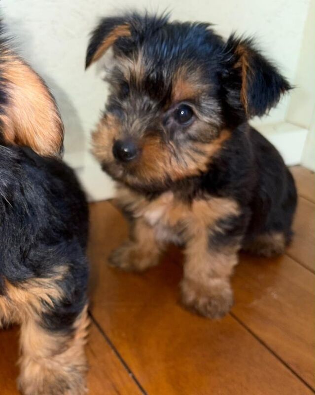 Yorkshire terrier puppy’s - Image 5 of 5