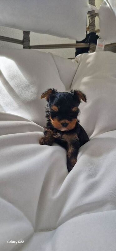 Yorkshire Terrier puppys Kc - Image 2 of 6