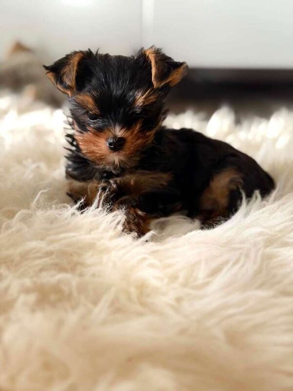 Yorkshire Terrier puppys Kc - Image 3 of 6
