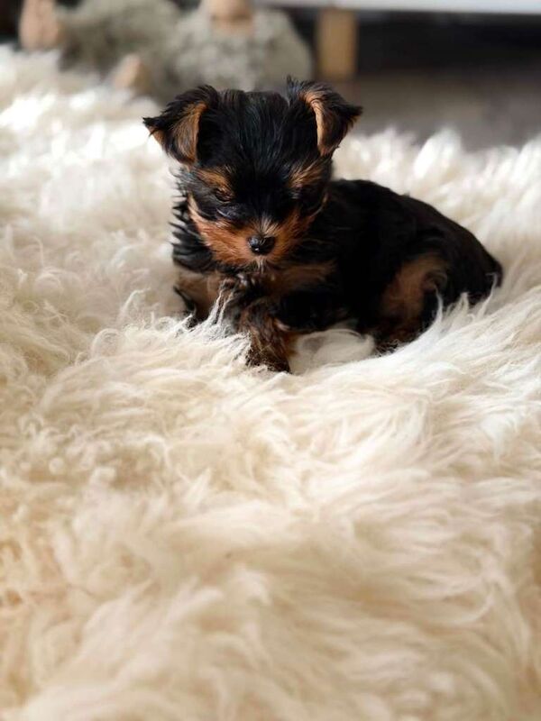 Yorkshire Terrier puppys Kc - Image 4 of 6