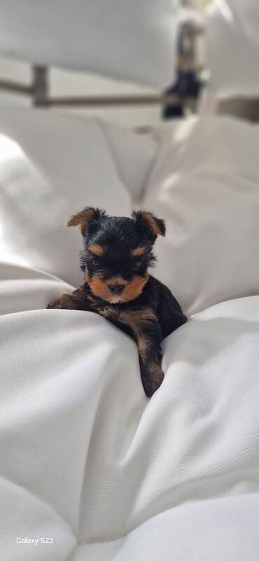 Yorkshire Terrier puppys Kc - Image 5 of 6